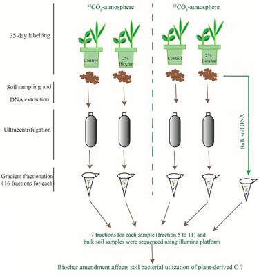 Biochar Amendment Stimulates Utilization of Plant-Derived Carbon by Soil Bacteria in an Intercropping System